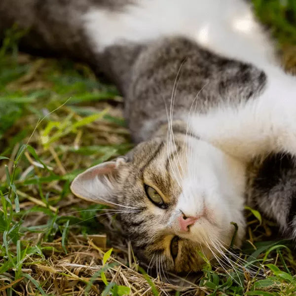 Bathing Your Cat’s For The First Time Is Quite Difficult- Here Are Some Tips You Can Consider!