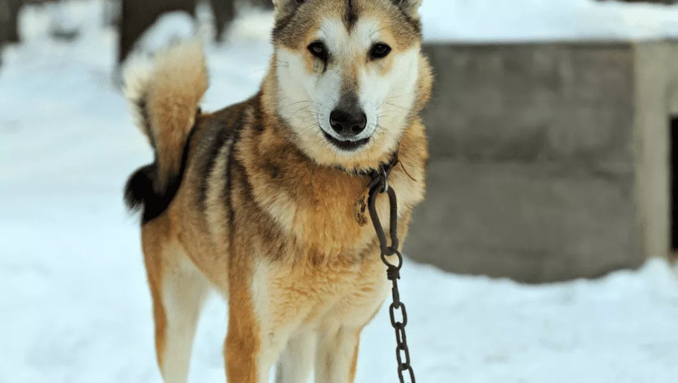 Why Is My Husky So Skinny?