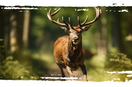 Unleash the Power of Nature: Why Venison Dog Food is Nature's Perfect Protein for Your Adventurous Pup