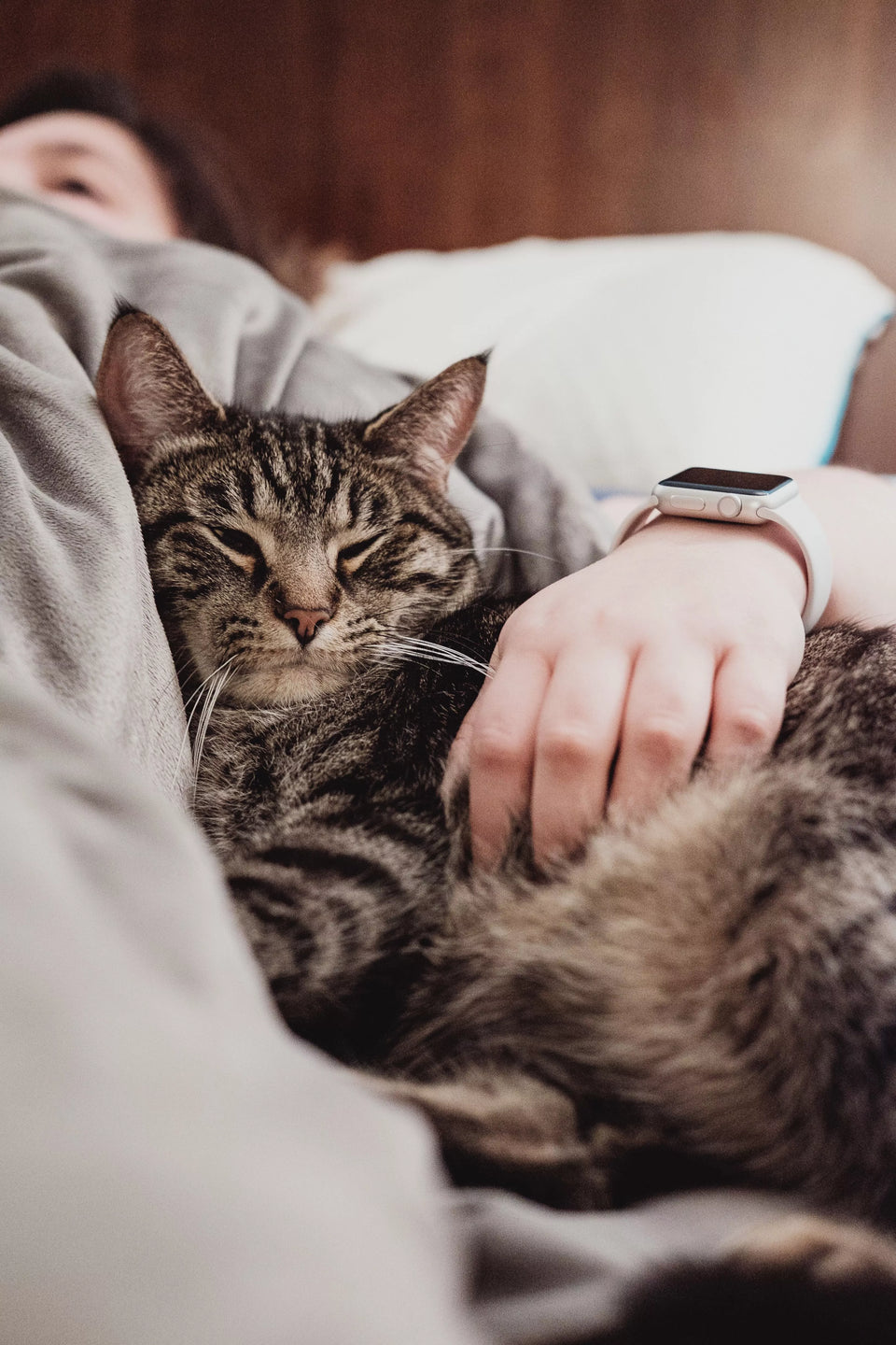 Ways To Prevent Injury In Mature Cats