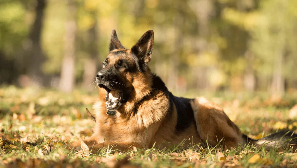 Why Do German Shepherds Howl?