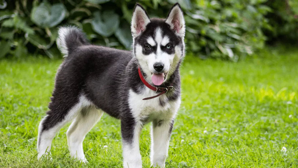 What Do Huskies Eat? Husky Diet Explained