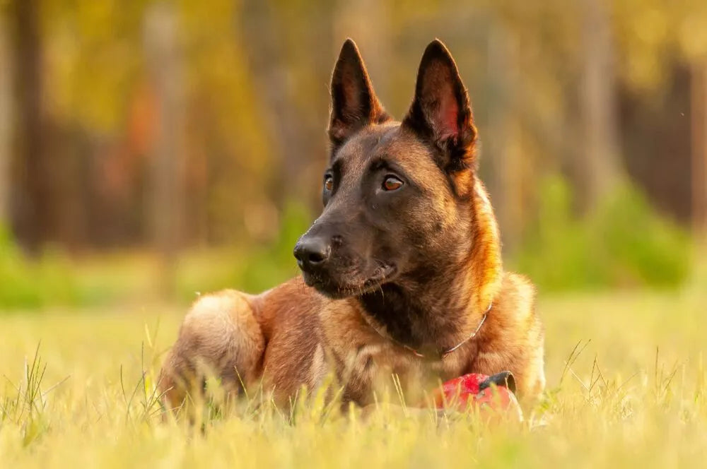 Belgian Malinois: 8 Interesting Characteristics and Facts