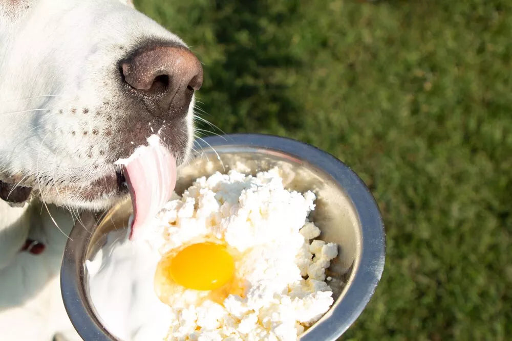 Can puppies eat eggs clearance