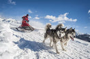 Alaskan Malamute Names You’ll Simply Adore