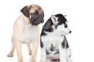 Husky Pug Mix: Meet The Amazing Hug Dog