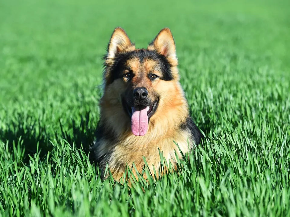 8 Dog Breeds Similar to German Shepherds