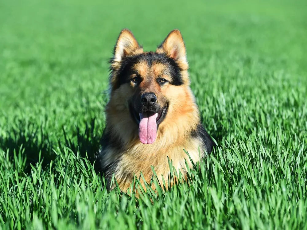 Breed that looks like a deals german shepherd