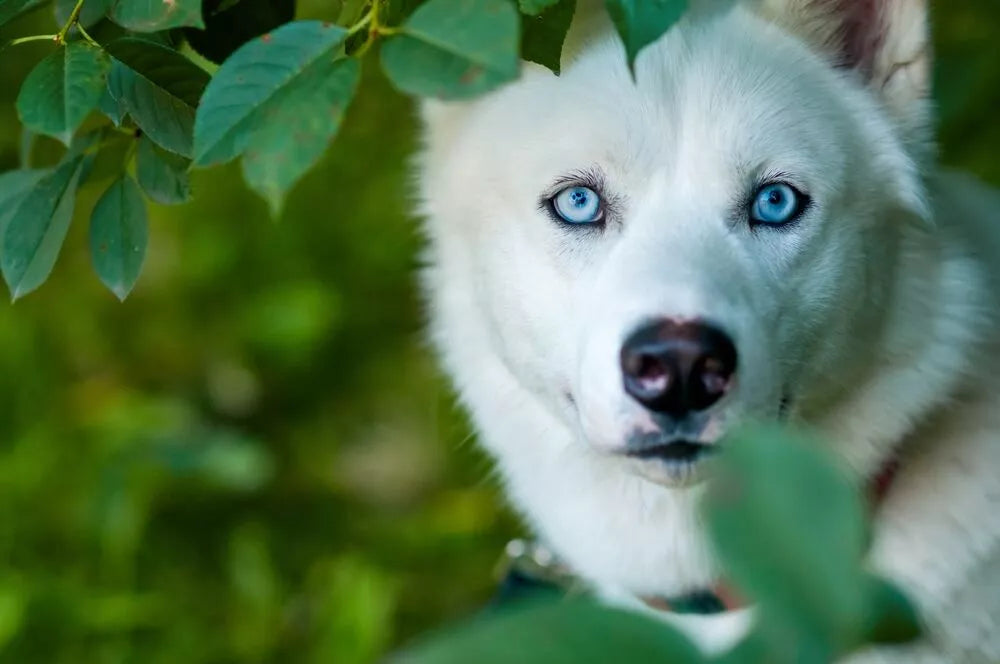 white husky with blue eyes