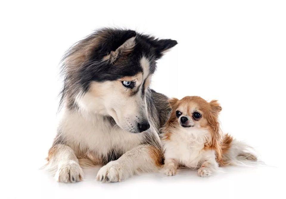 Chihuahua Husky Mix: All You Need To Know About Husky-Chi