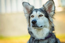 Border Collie Husky Mix: Why We Love This Energetic Dog