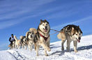 The Perfect List of Working Dog Names