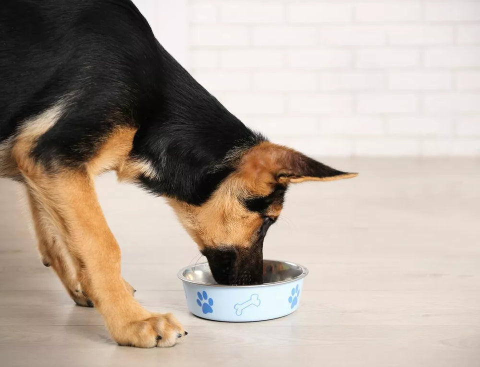How Much Should German Shepherds Eat?