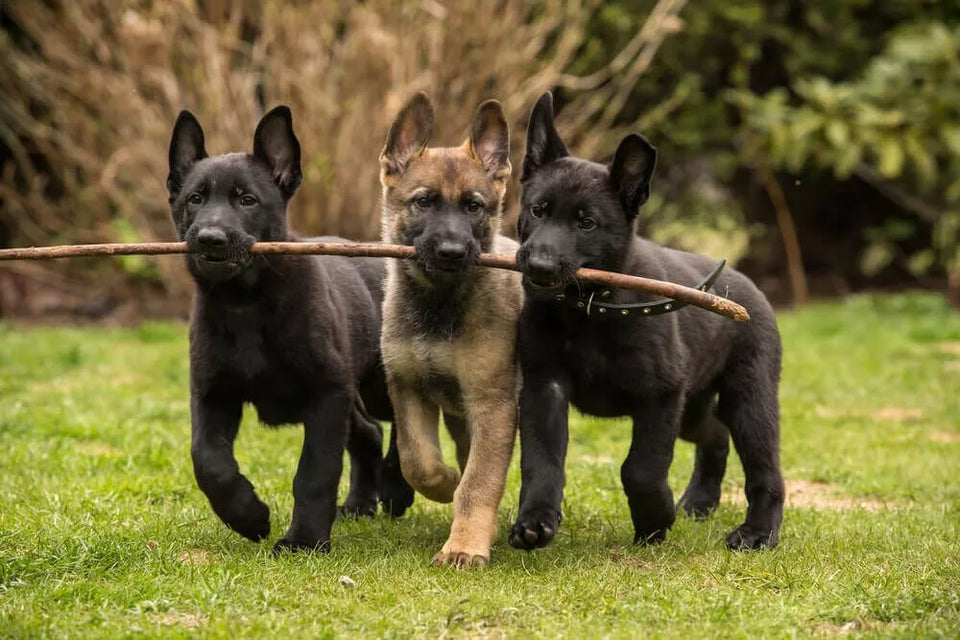 Best Treats For German Shepherd Puppies