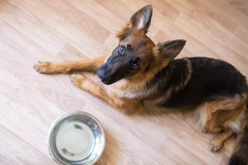 Why Is My German Shepherd Not Eating?