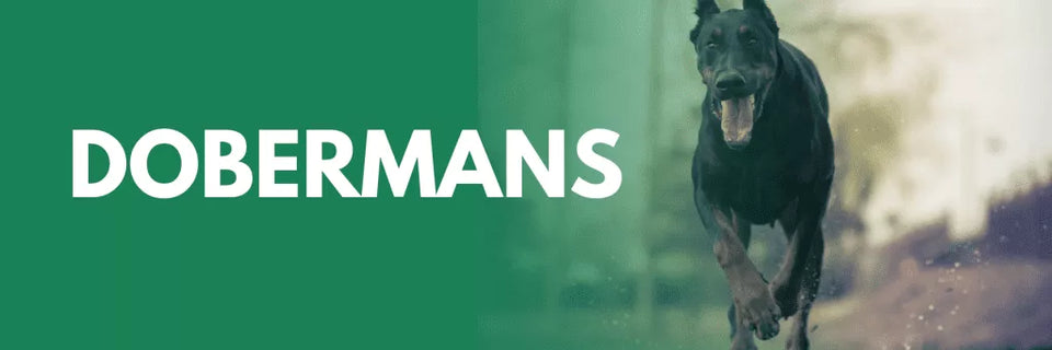 Dobermans
