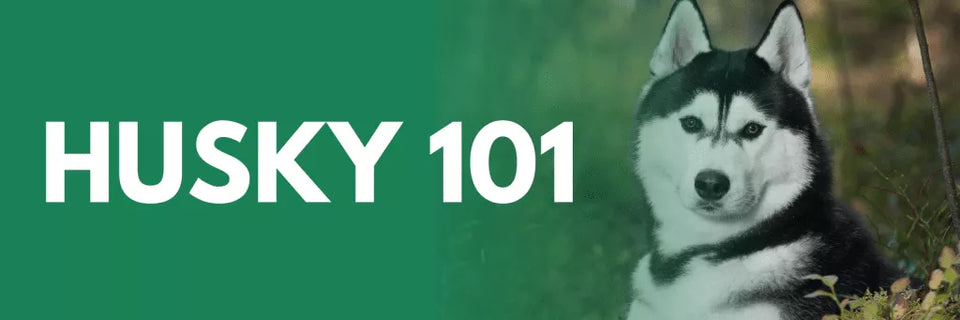 All About Huskies