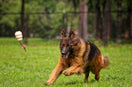 German Shepherd Diet Guide: What to Feed for Strength, Digestion, and Long-Term Health