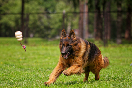 German Shepherd Diet Guide: What to Feed for Strength, Digestion, and Long-Term Health