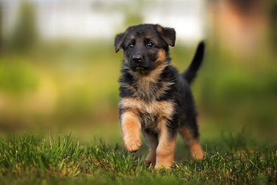 The Truth About Protein in Dog Food: Why Quality Matters More Than Numbers