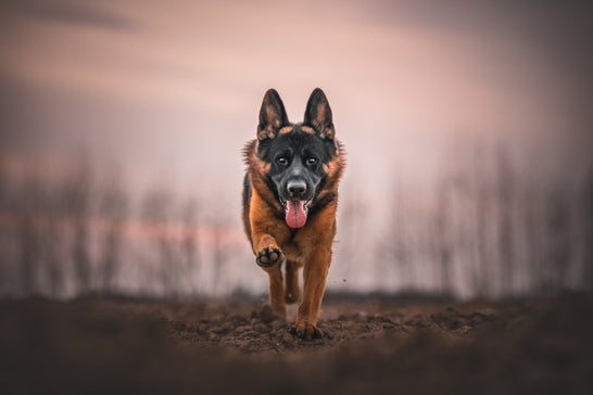 What Are the Benefits and Challenges of Switching to a Premium Dog Food Brand?