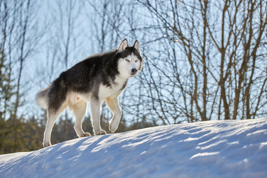 Should You Try a New Dog Food Even If Yours Works?