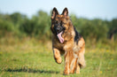 From Bowl to Body: How Quality Protein Fuels Your Dog’s Energy and Health