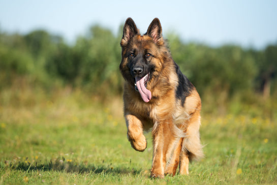 From Bowl to Body: How Quality Protein Fuels Your Dog’s Energy and Health