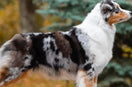 Blue Merle Australian Shepherd: All About The Blue Furred Shepherd