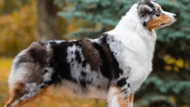 Blue Merle Australian Shepherd: Life Span, Size & Personality