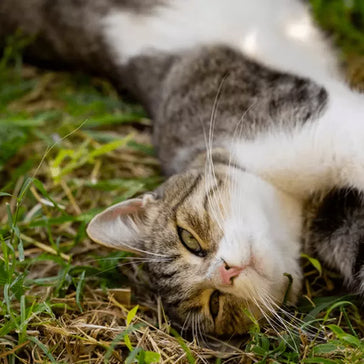 Bathing Your Cat’s For The First Time Is Quite Difficult- Here Are Some Tips You Can Consider!