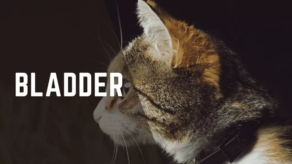 Lack Of Bladder Control In Cats – Everything You Need To Know