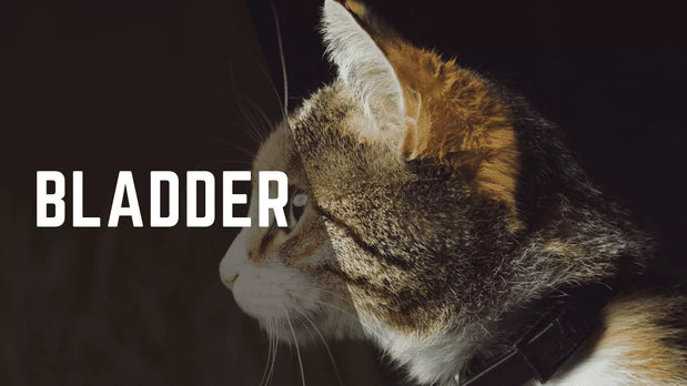 Lack Of Bladder Control In Cats – Everything You Need To Know