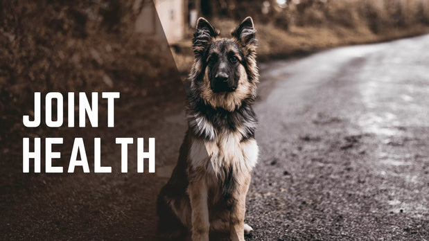 Did Not Have Any Idea How To Take Care Of Your Dogs Joint? Check From Here!