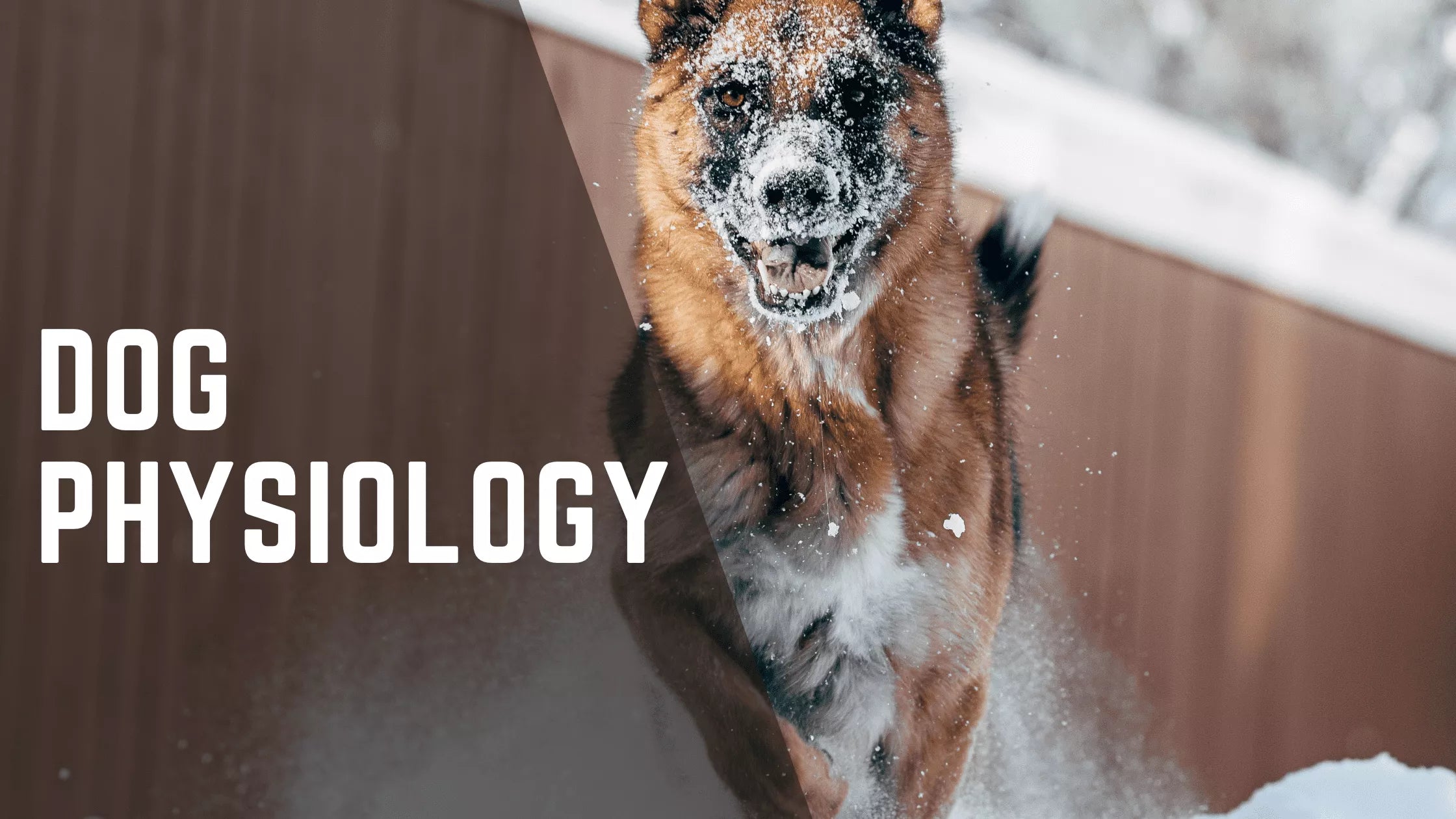Want To Know About On Dog’s Physiology On How They Move
