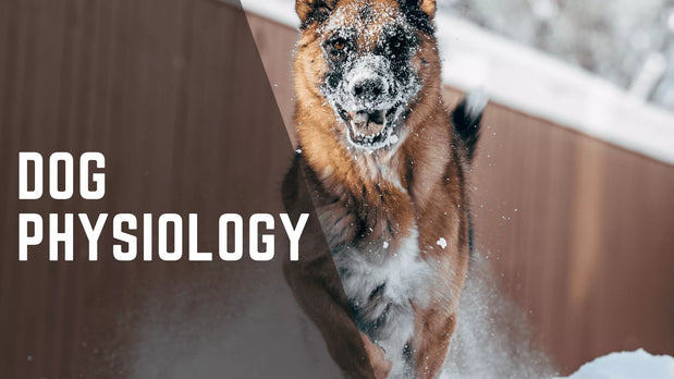 Want To Know About On Dog’s Physiology On How They Move