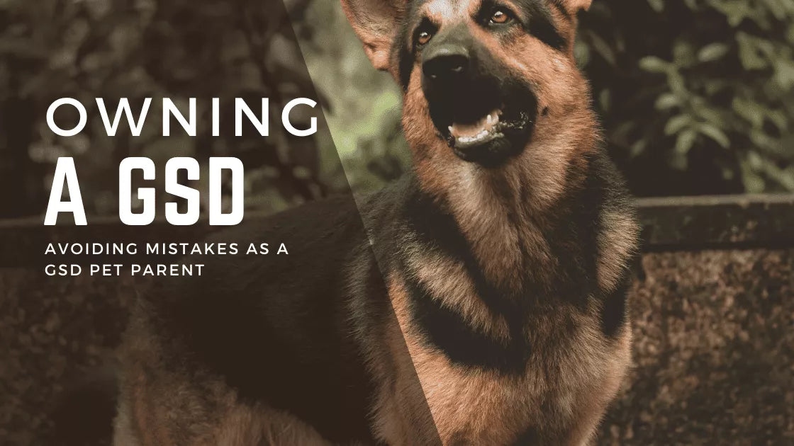 What Are The Common Mistakes That German Shepherd Owners Should Avoid?