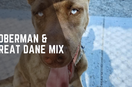 Husky Great Dane Mix