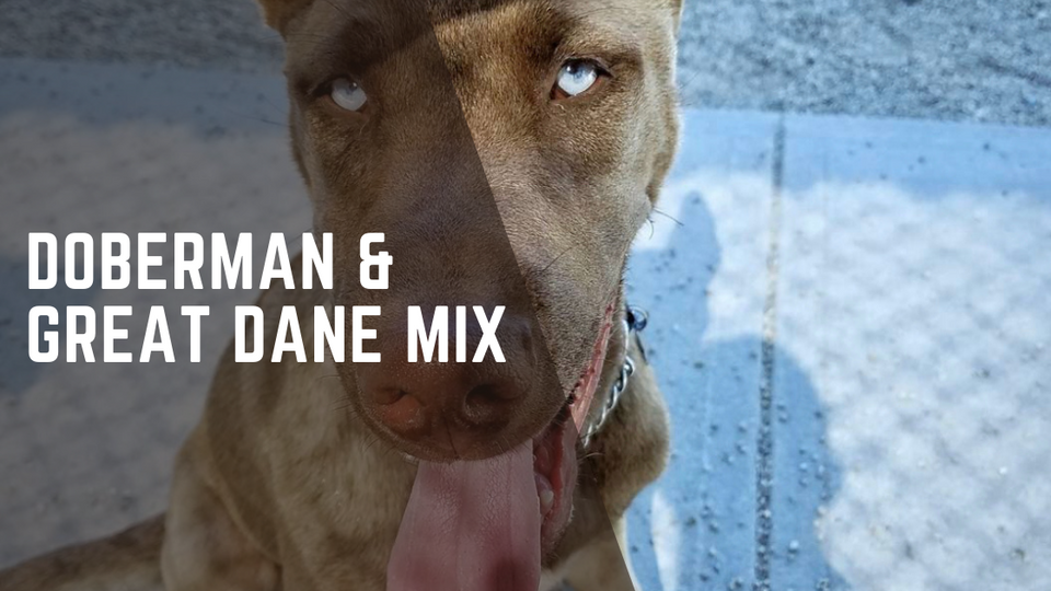 Husky Great Dane Mix