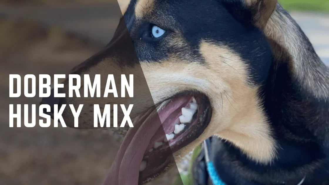 Doberman Husky Mix – Why we Love Dobskys