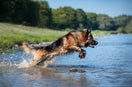 Tips for Picking High-Quality Dog Food for German Shepherd Health