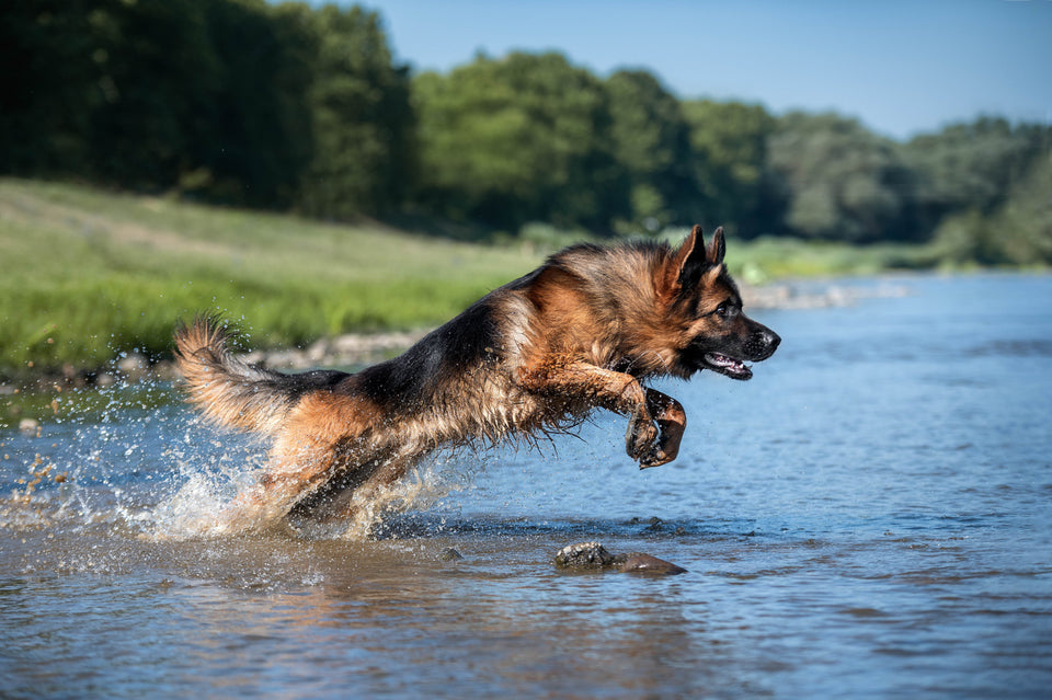 Tips for Picking High-Quality Dog Food for German Shepherd Health