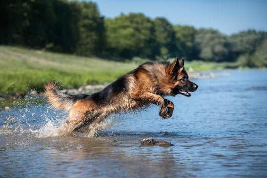 Tips for Picking High-Quality Dog Food for German Shepherd Health