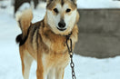 Why Is My Husky So Skinny?