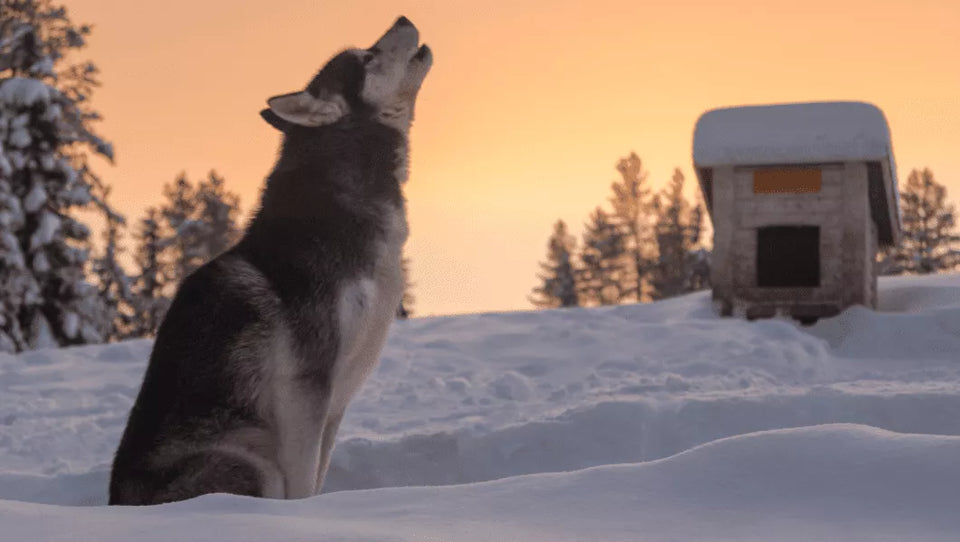 Beautiful Siberian Husky Colors, Patterns and Markings