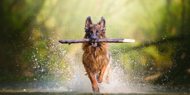 High-Quality Protein Is Essential in a Senior Dog Diet