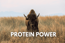The Rise of Premium Dog Food: Why Protein Matters