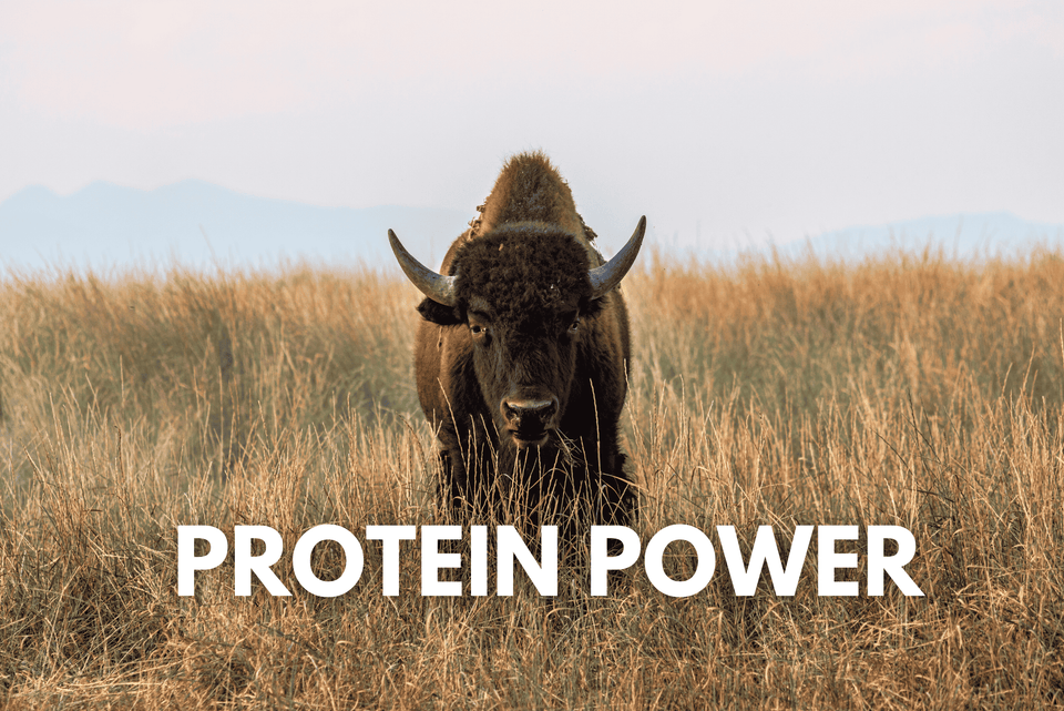 The Rise of Premium Dog Food: Why Protein Matters