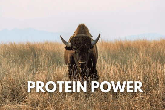 The Rise of Premium Dog Food: Why Protein Matters