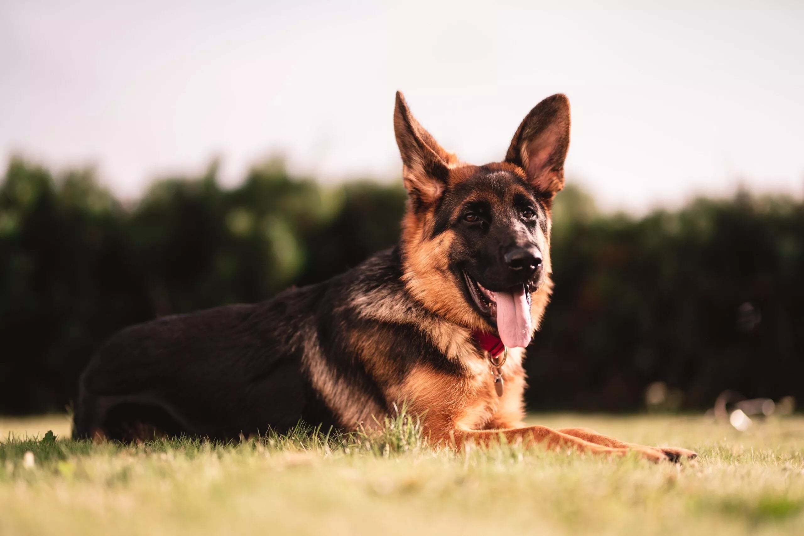 Overweight German Shepherd – Signs, Solutions and Prevention